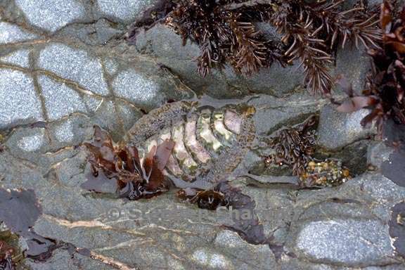 beach rock with chiton graphic